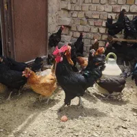 خروس ومرغ برای خرایت وچشم نظر ذبح رایگان|حیوانات مزرعه|ساوه, |دیوار