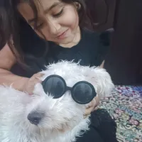 سگ پامر بازیگوش