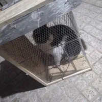 تله موش ۰۰۰تله خرگوش تله۰۰۰ روباه۰۰۰تله گربه|لوازم جانبی حیوانات|اصفهان, مولوی|دیوار