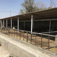 گاوداری ۱۲۰۰ مترمربع داخل بافت سند تک برگ|فروش دفتر صنعتی، کشاورزی، تجاری|آبیک, |دیوار