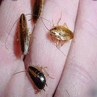 خدمات سمپاشی*موریانه زدایی*باضمانت ریشه حشرات|خدمات نظافت|اهواز, کوروش|دیوار