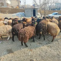 گوسفند زنده بابارکدتاییدییه دامپزشکی« برای قربانی»|حیوانات مزرعه|تهران, مجیدیه|دیوار