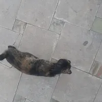 گربه