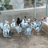 نژاد خاص گلین گردن لخت|حیوانات مزرعه|خمینی‌شهر, |دیوار