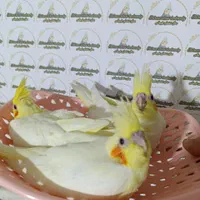 عروس هلندی سرلاکی نرمخور دونخوردستی بالغ