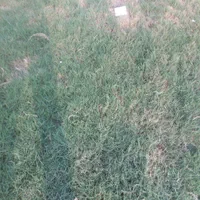 شناسنامه بچه