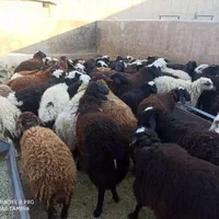 گوسفند زنده منطقه ۲۲گرمدره وردآورد چیتگر کرج|حیوانات مزرعه|گرمدره, |دیوار
