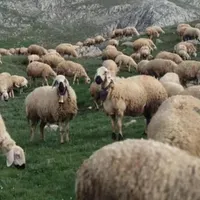 مرکز قوچ محلی گوسفند بزغاله سبک و سنگین|حیوانات مزرعه|قم, سالاریه|دیوار