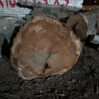 خرید وفروش انواع چوب وقطع وهرس درختان|خدمات باغبانی و درختکاری|مشهد, خواجه ربیع|دیوار