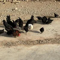 مرغ وخروس قربانی سیاه،سفیدارسال به تمام نقاط تهران