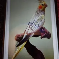 عروس هلندی گمشده