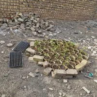 پرورش سبزیجات خوردنی درخانه نشاءازما پرورش از شما|گل و گیاه طبیعی|خمینی‌شهر, |دیوار