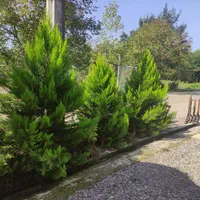 اجاره ویلای روستای/روزانه /هفتگی/سالانه|اجارهٔ کوتاه‌مدت ویلا و باغ|ماسال, |دیوار