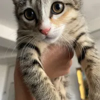 گربه
