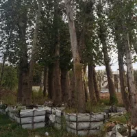 تنه دار بندار قطور بن بالا نهال درخت و   گل وگیاه|خدمات باغبانی و درختکاری|تهران, آرژانتین|دیوار