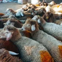 دامداری پخش گوسفند‌زنده‌ زیر قیمت همه‌جا|حیوانات مزرعه|قم, یزدان‌شهر|دیوار