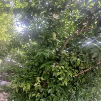ویلا ۶۱۰ شمال گیلان سنگر قاضیان سراوان کچا|فروش خانه و ویلا|رشت, بلوار گیلان|دیوار