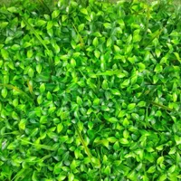 فروش چمن مصنوعی گرین وال و فنس چمنی|خدمات پیشه و مهارت|رشت, چمارسرا|دیوار