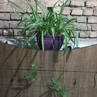جاکفشی