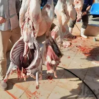 بره ترد تازه گوسفند زنده