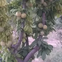 تهاتر یا فروش  باغ ۲۲۳۵ متری در اسلامشهر|فروش دفتر صنعتی، کشاورزی، تجاری|تهران, اسفندیاری|دیوار
