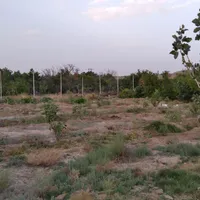 فروش باغ پسته ۱۷ من ، بوری آباد|فروش زمین و ملک کلنگی|تربت‌حیدریه, فردوسی جنوبی|دیوار