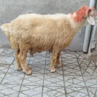 گوسفند‌ چاق‌ کشتاری|حیوانات مزرعه|بروجرد, |دیوار