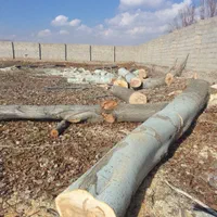 خریدار چوب گردو و درختان میوه|خدمات باغبانی و درختکاری|بناب, |دیوار