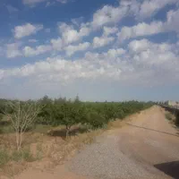 ۱۰۰۰ متر باغ/سند تک برگ/معاوضه باخودرو/زرندیه|فروش دفتر صنعتی، کشاورزی، تجاری|ساوه, |دیوار