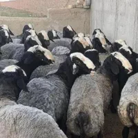 ارسال گوسفندمغان درب منزل تمام نقاط‌تهران قصاب|حیوانات مزرعه|تهران, بهارستان|دیوار
