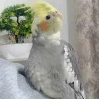 عروس هلندی نر دو رگه همراه با تجهیزات