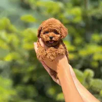 سگ پودل عروسکی ۶۷ روزه قهوه ای|سگ|تهران, پونک|دیوار