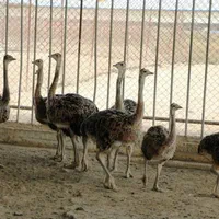 هوبرمولدگردن ابی افریقایی باکارت سام جوجه گوشتی|حیوانات مزرعه|شیراز, بازار|دیوار