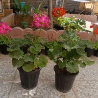 نازگل|گل و گیاه طبیعی|الوند, |دیوار