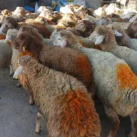 پخش وفروش گوسفند زنده انواع نژاد سالم چاق شکم خالی|حیوانات مزرعه|تهران, فلسطین (میدان انقلاب)|دیوار