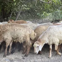 سبلان سهند چراگاه