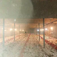 کود مرغ گوشتی|خدمات باغبانی و درختکاری|نیشابور, هفده شهریور|دیوار