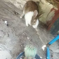 خرگوش زیبا ارزان