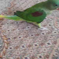 شاه طوطی گمشده