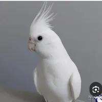 عروس آلبینو