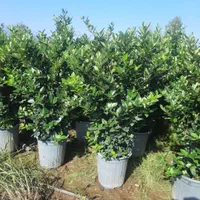 یاس هلندی