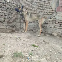 سگ 13ماهه سرابی|سگ|اردبیل, |دیوار