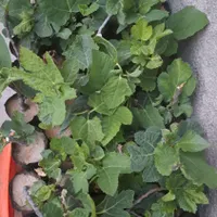 نهال و گل گیاه|گل و گیاه طبیعی|ایذه, |دیوار