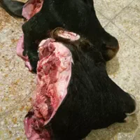 کله گوساله وسیرابی گوساله
