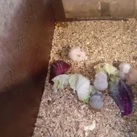 همستر کده|موش و خرگوش|اصفهان, ناصرخسرو|دیوار