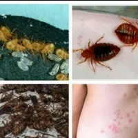 سمپاشی گیاهی سوسک ساس موریانه زدایی ،سم پاشی