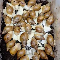 فروش حلزون در همه سایز