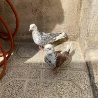 کفتر|پرنده|تهران, نعمت‌آباد|دیوار