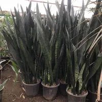 گل سانسوریا شمشیری سبز