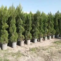 بیدمجنون بید مجنون بزرگ بلند نهال درخت گل و گیاه|خدمات باغبانی و درختکاری|تهران, باغ خزانه|دیوار